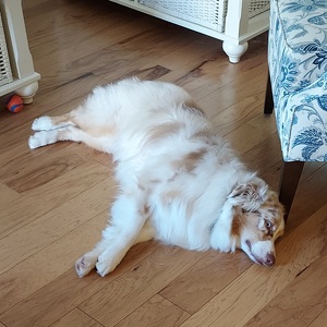 Fundraising Page: Paul Lutz